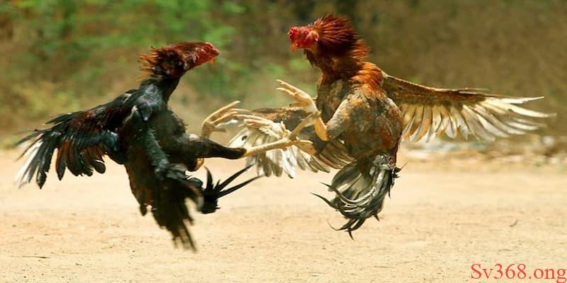 Luật đá gà miền Nam