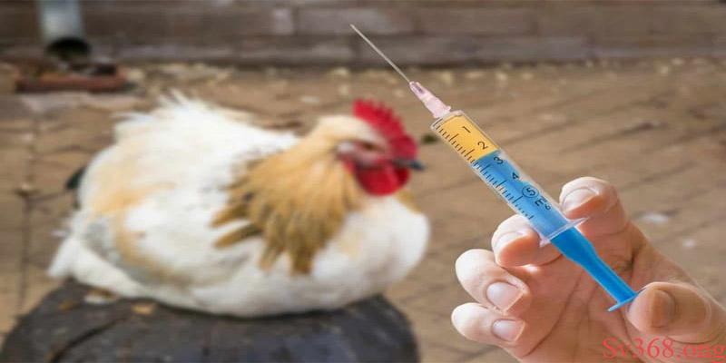 Gà Khó Thở - Nguyên Nhân Và Cách Điều Trị Tại Nhà Cái Sv368 7 Làm cách nào để điều trị gà bị khó thở?